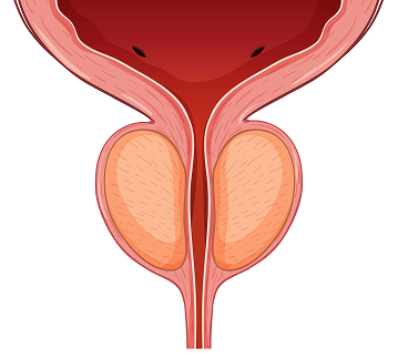 Endocrine Consultation