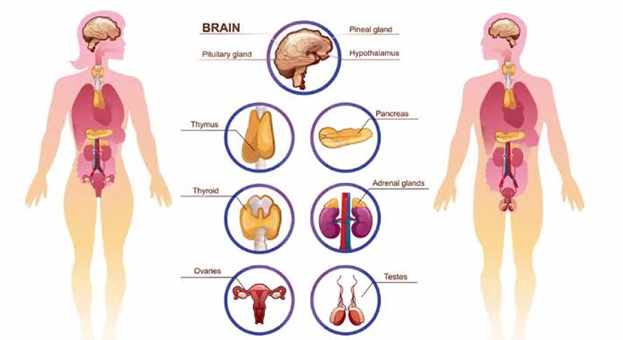 Endocrine Care